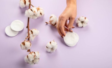 Flat lay beautiful cotton branch on violet background, top view, copy space. Delicate white cotton flowers. Light color cotton background. Cotton production.