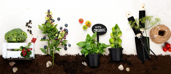 生の果物 ベリー 軽い背景に庭のツールと野菜の組成物 — ストック写真
