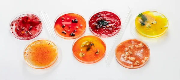 Background with laboratory petri dish. Microbiology science. Copy space.