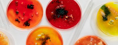 Laboratuvar petri kabıyla arka plan. Mikrobiyoloji bilimi. Üst görünüm.