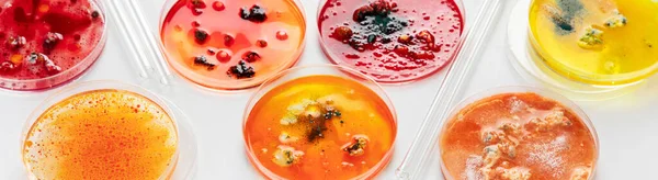 Background with laboratory petri dish. Microbiology science. Copy space.