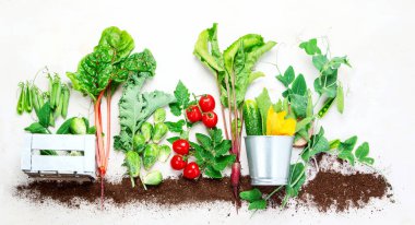 Raw vegetables composition with garden tools on light background. Raw healthy snacks from backyard. Top view, flat lay, copy space.