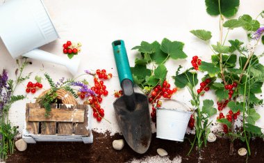Red currant composition with garden tools on light background. Raw healthy snack. Top view, flat lay, copy space.
