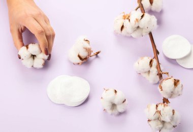 Düz, mor arkaplan, üst manzara, kopyalama alanı üzerinde güzel pamuk dalları vardı. Narin beyaz pamuk çiçekleri.