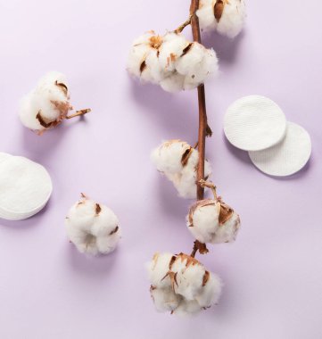 Düz, mor arka planda güzel bir pamuk dalı uzanıyordu. Narin beyaz pamuk çiçekleri. Açık renkli pamuk arka plan. Pamuk üretimi.