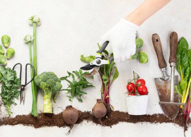Kompost içinde sebzeler yetişiyor. Beyaz arka planda patates, marul, salata, brokoli ve pancar. Üst görünüm.