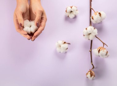 Düz, mor arkaplan üzerinde güzel pamuk dalı uzanır, üst görünüm, kopyala boşluk.