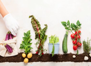 Beyaz bir arka planda bahar dönemi bahçe kompozisyonu. Organik sebzeler, böğürtlen ve bahçe aletleri. Üst görünüm, alanı kopyala