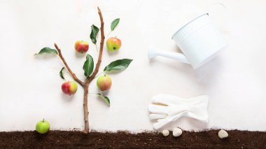 Hafif arkaplanda baharda bahçe kompozisyonu. Organik sebzeler, meyveler ve bahçe aletleri. Üst görünüm.