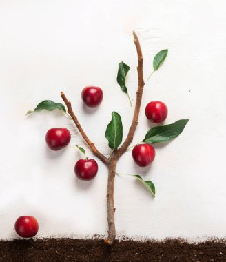 Hafif arkaplanda baharda bahçe kompozisyonu. Organik sebzeler, meyveler ve bahçe aletleri. Üst görünüm.