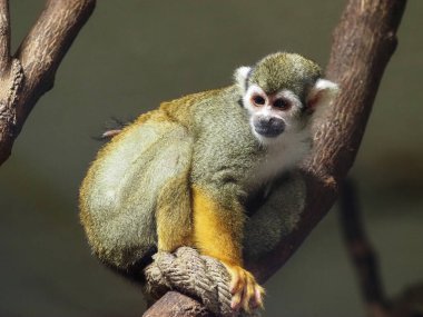 Hayvanat bahçesi Vienna Schonbrunn 'da sincap maymunu. Schnbrunn Hayvanat Bahçesi (Almanca: Tiergarten Schnbrunn), Viyana 'nın dışında yer alan bir hayvanat bahçesi. 1752 yılında kurulan hayvanat bahçesi, Avrupa 'nın en eski hayvanat bahçesidir.. 