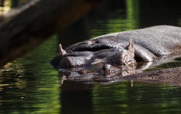 Head Hippopotamus Sticks Out Pond Zoo Vienna Schonbrunn Schnbrunn Zoo — Stock Photo, Image