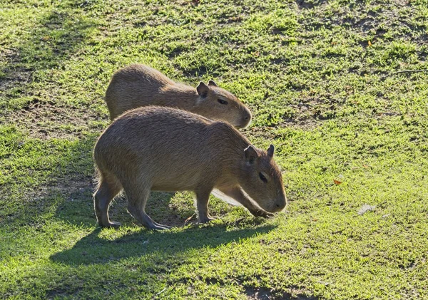 O rato gigante capivara é um animal fofo no jardim