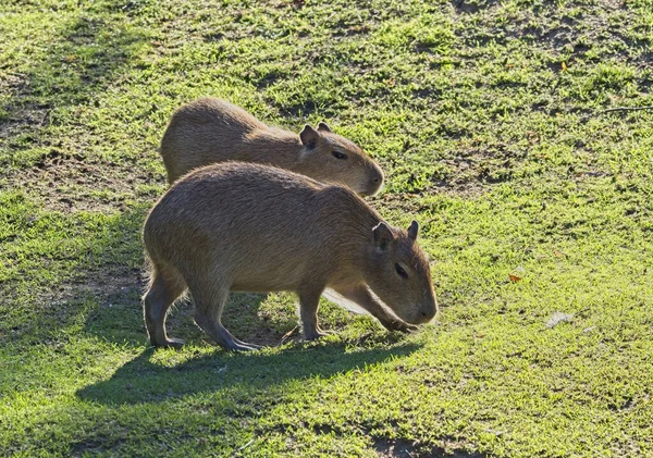 Capybara Hydrochoerus Hydrochaeris Zoo Vienna Schonbrunn Schnbrunn Zoo German Tiergarten Stock Picture