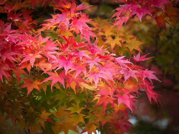 Листя Червоного Клена Бельведерському Ботанічному Саду Восени — стокове фото