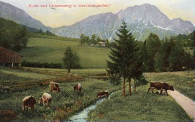 Antika bir kartpostal Berchtesgaden yakınlarındaki Untersberg manzarasını ve ön planda otlayan inekleri gösteriyor. Bavyera, Almanya. Çember 1909