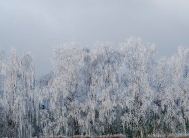 Ağaçlarla kaplı, hafif tonlarda, buz kristalleriyle çok hassas bir manzara.
