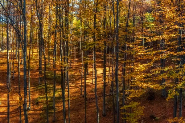 Bela Paisagem Montanha Floresta Outono Brilhante Dia Ensolarado — Fotografia de Stock