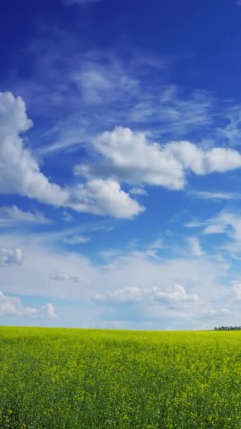 青空の下で美しい開花菜の花畑タイムラプス 垂直ビデオ — ストック動画