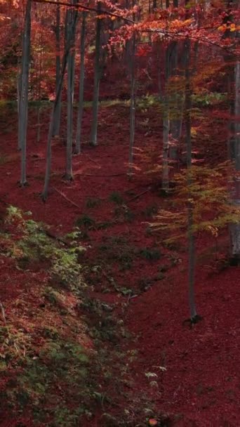 Φύλλα Πέφτουν Στο Φωτεινό Δάσος Του Φθινοπώρου Ηλιόλουστη Μέρα Εναέρια — Αρχείο Βίντεο