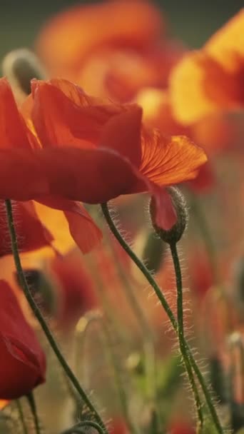 Campo Florescente Flores Vermelhas Papoula Pôr Sol Abstrato Natureza Desfocado — Vídeo de Stock