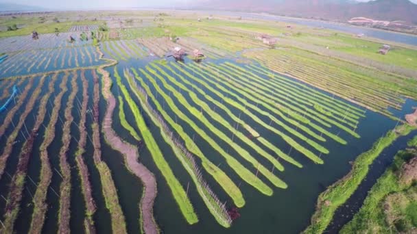Flug Über Schwimmende Gärten Auf Dem Inle Lake Myanmar Burma — Stockvideo