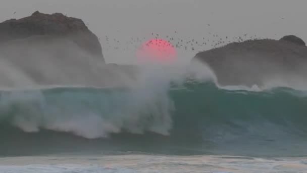 Büyük Kırmızı Güneş Kayaların Arasında Denizde Batıyor Bir Sürü Kuş — Stok video