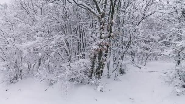 Widok Lotu Ptaka Piękny Zimowy Las Pokryty Śniegiem — Wideo stockowe