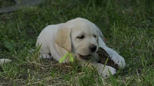 Labrador Szczeniak Piękny Piesek Zielonej Trawie — Wideo stockowe