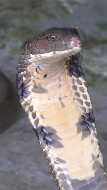 Cobra Snake Close Portrait Vertical Video — Vídeo de Stock