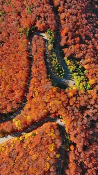 明るい秋の森の中を曲線道路の空中トップビュー ルーマニアのトランシルヴァニアでハイマウンテンパス 垂直ビデオ — ストック動画