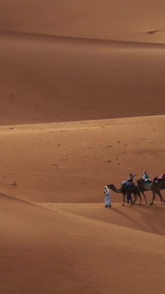 Camel Caravan Going Sand Dunes Sahara Desert Morocco Vertical Video — Video Stock