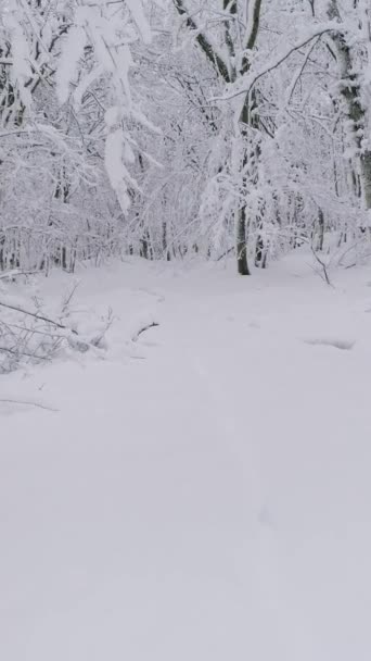 Beautiful Winter Forest Covered Snow Slider Dolly Shot Vertical Video — Stockvideo