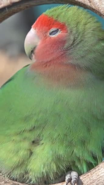 Nyasa Lovebird Eller Lilians Turturduva Agapornis Lililianae Grön Exotisk Papegojfågel — Stockvideo