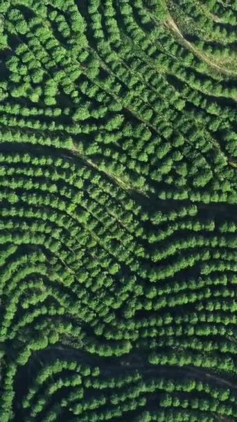 Aerial Top View Orange Tree Groves Hills Portugal Vertical Video — Stok video
