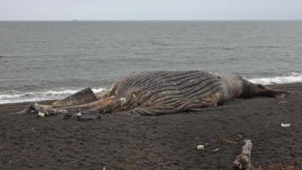 Baleine Morte Sur Plage Avec Sable Gris — Video
