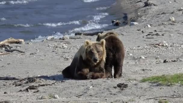 Brown Bears Ursus Arctos Mother Cub Resting Beach Kamchatka Russia — Stok video