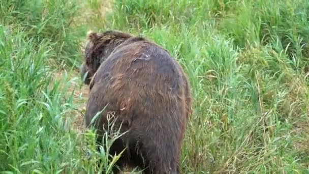 Old Brown Bear Scars Grass — Vídeos de Stock