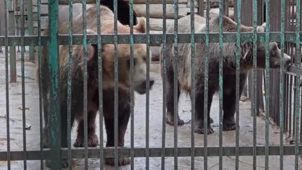 褐色のクマは動物園の檻の中で閉じ — ストック動画