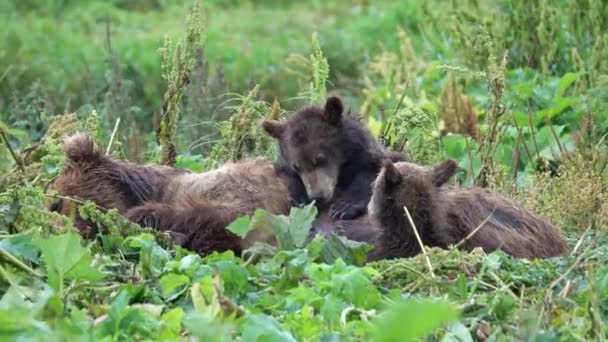 Samica Niedźwiedzia Brunatnego Jej Młode Leżą Trawie Kamczatka Rosja — Wideo stockowe