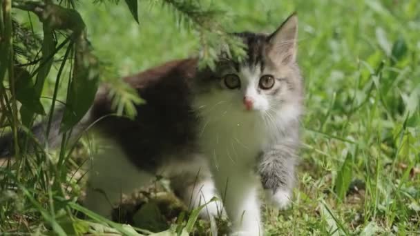 Sibiřský Dlouhosrstý Kotě Zelené Trávě Létě — Stock video