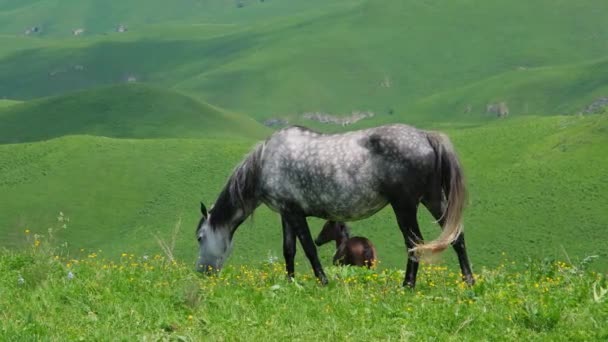 夏の山の中で馬の放牧の群れ — ストック動画