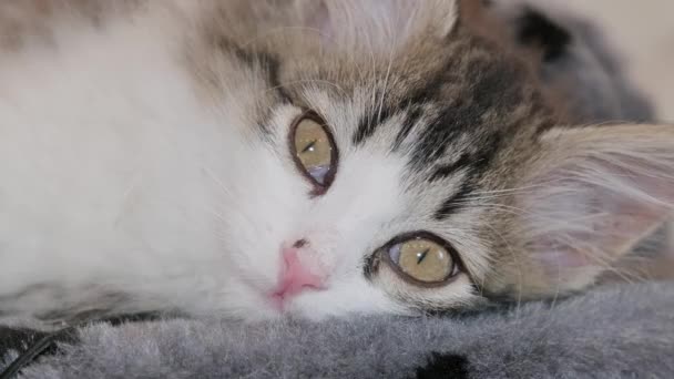 Pretty Siberian Longhaired Kitten Cat Portrait — Stock video