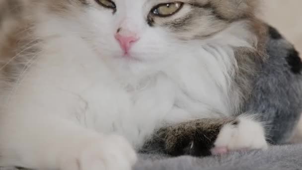 Pretty Siberian Longhaired Kitten Cat Portrait — Stok video