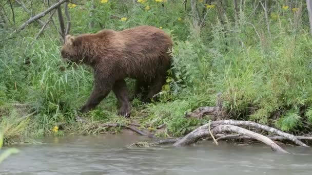 Velký Hnědý Medvěd Lese Řeky — Stock video