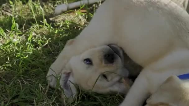 Cute Yellow Puppies Labrador Retriever Playing Green Grass — Stok Video