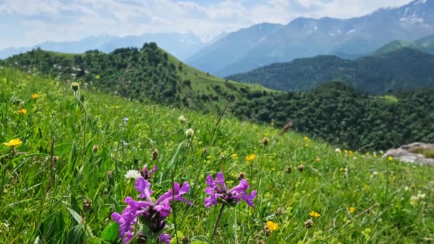Paisaje Verano Las Montañas Del Cáucaso Por Mañana Rusia — Vídeos de Stock