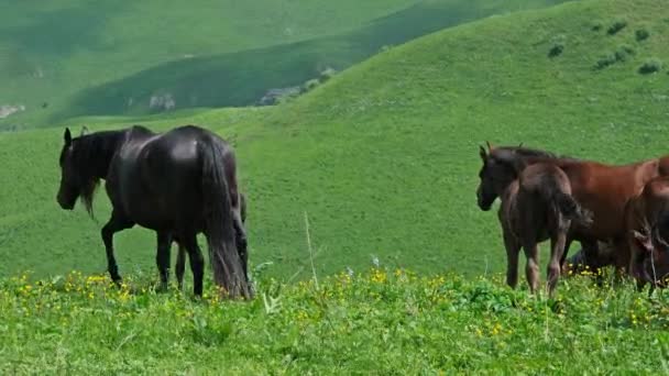 夏の山の中で馬の放牧の群れ — ストック動画