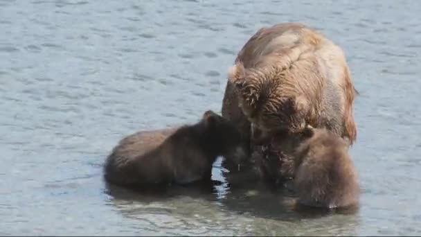 母熊带着两只小熊在河里产卵的时候捕到了红鲑鱼鱼 — 图库视频影像