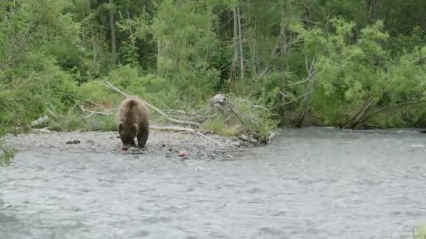 Brown Bear Hunting Eating Salmon Fish Forest River Kamchatka Russia — Wideo stockowe